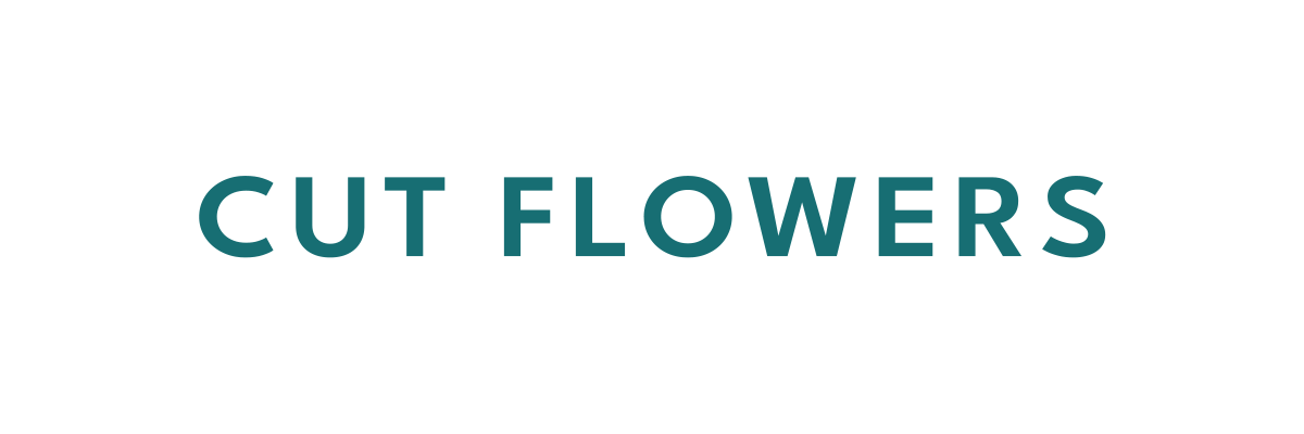 CUT FLOWERS