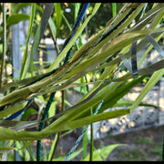 RIBBON GARDEN: Green Currents | Open Edition 24 by 32 inch Canvas Photograph by John DeFaro