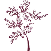 GREEN RELIGION · TRUE REACH· “Daring Branch - Burgundy” · Unisex Cotton Sweatshirt