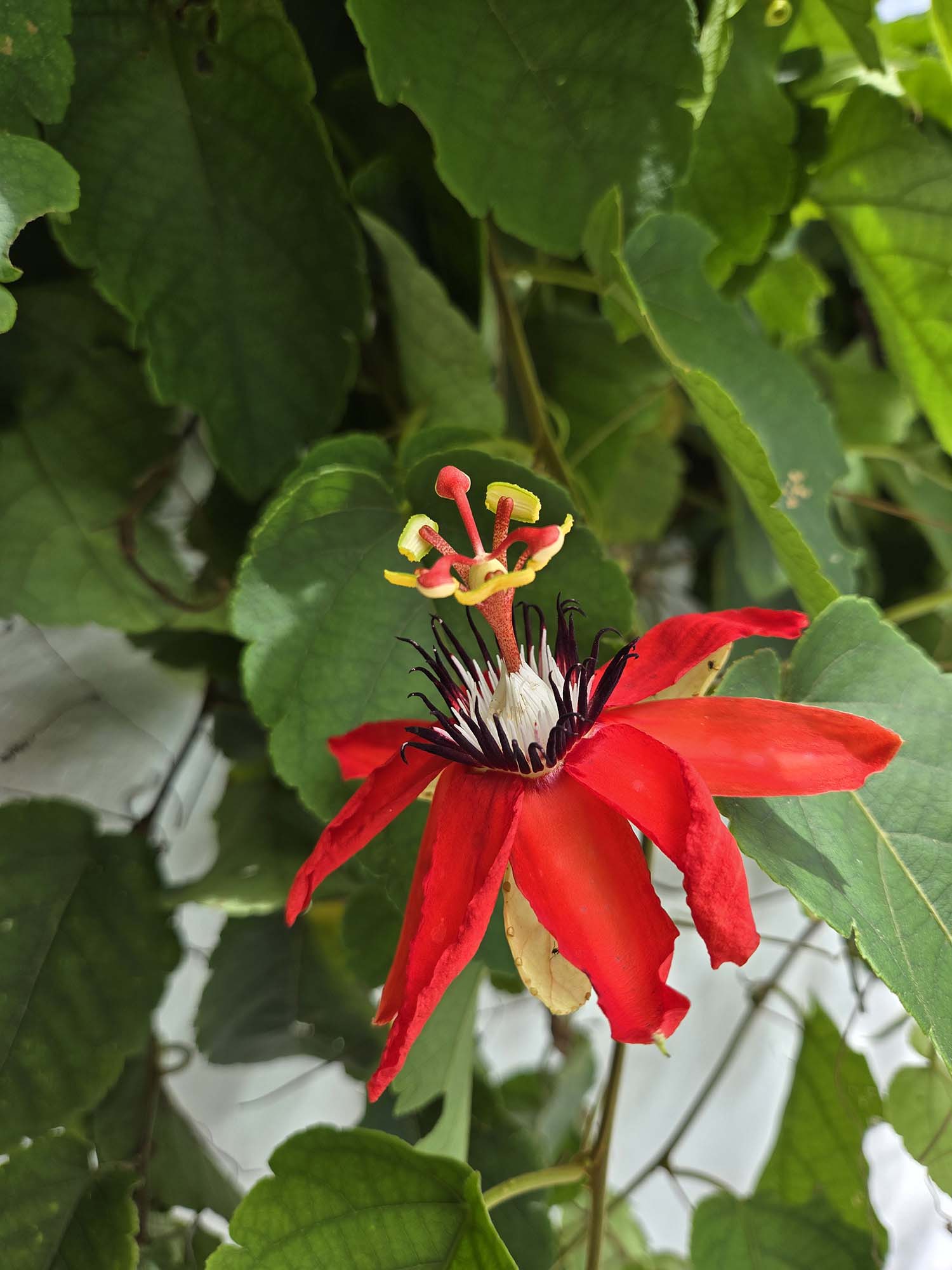 Passion Flower saved by Ismael, Manuel Antonio, Costa Rica, Spring 2024.