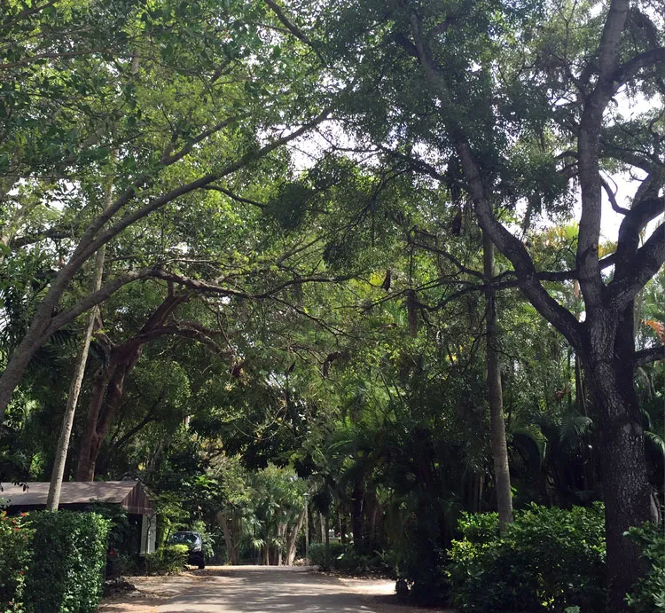The Greener the Better. Photo courtesy of the University of Miami