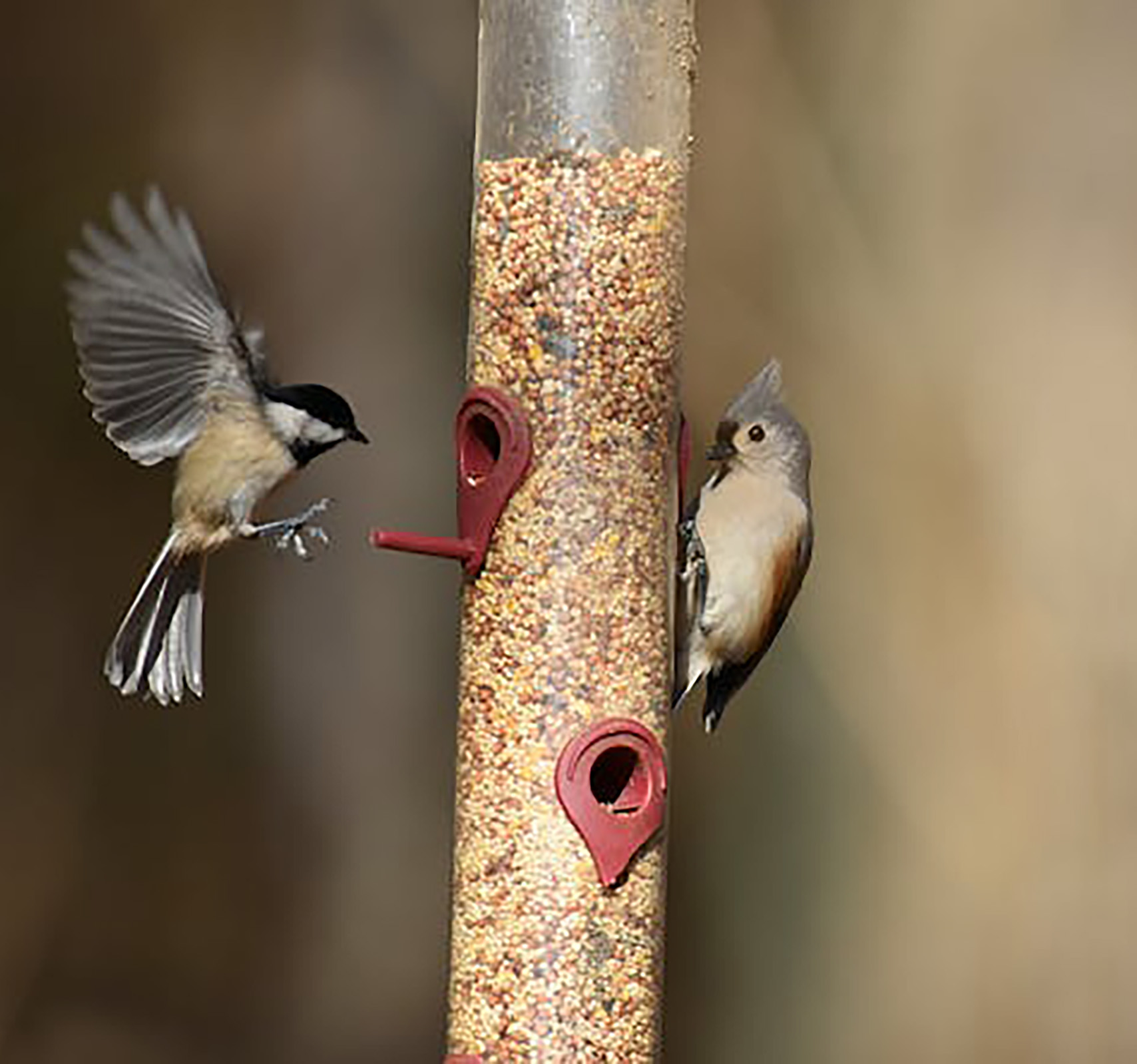 Chickadee and Titmouse feeding