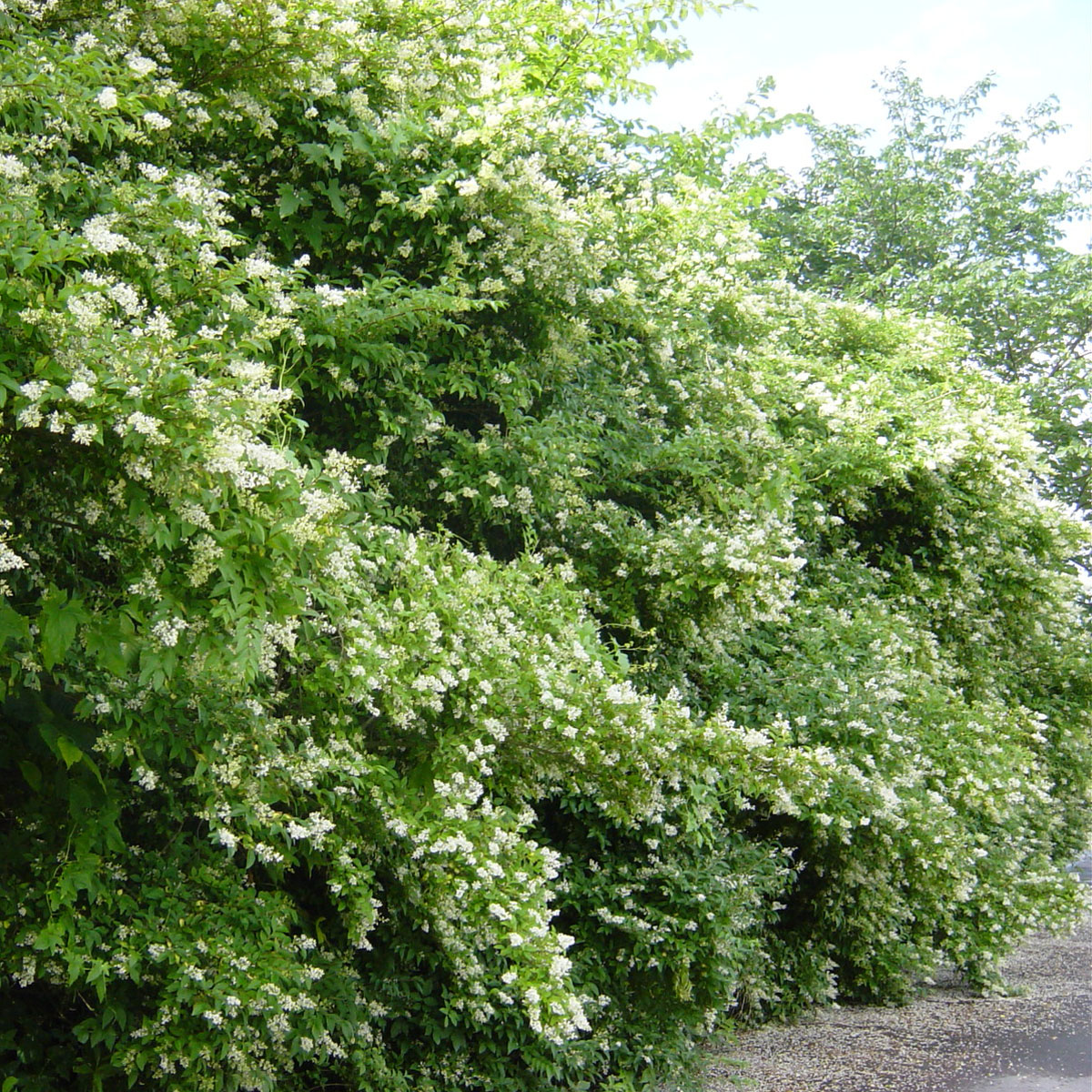 Privet hedge blooms. Late Spring. Southampton, New York