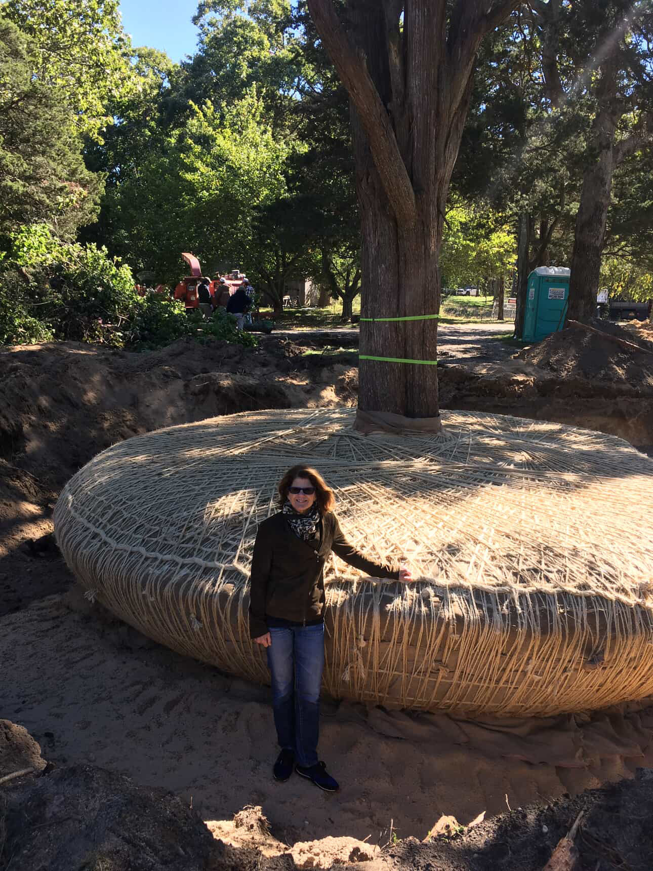 Kathleen King Cedar Tree Balled and Burlaped (B&B) 2018, North Sea New York